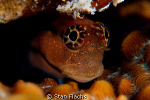 Hiding blenny by Stan Flachs 